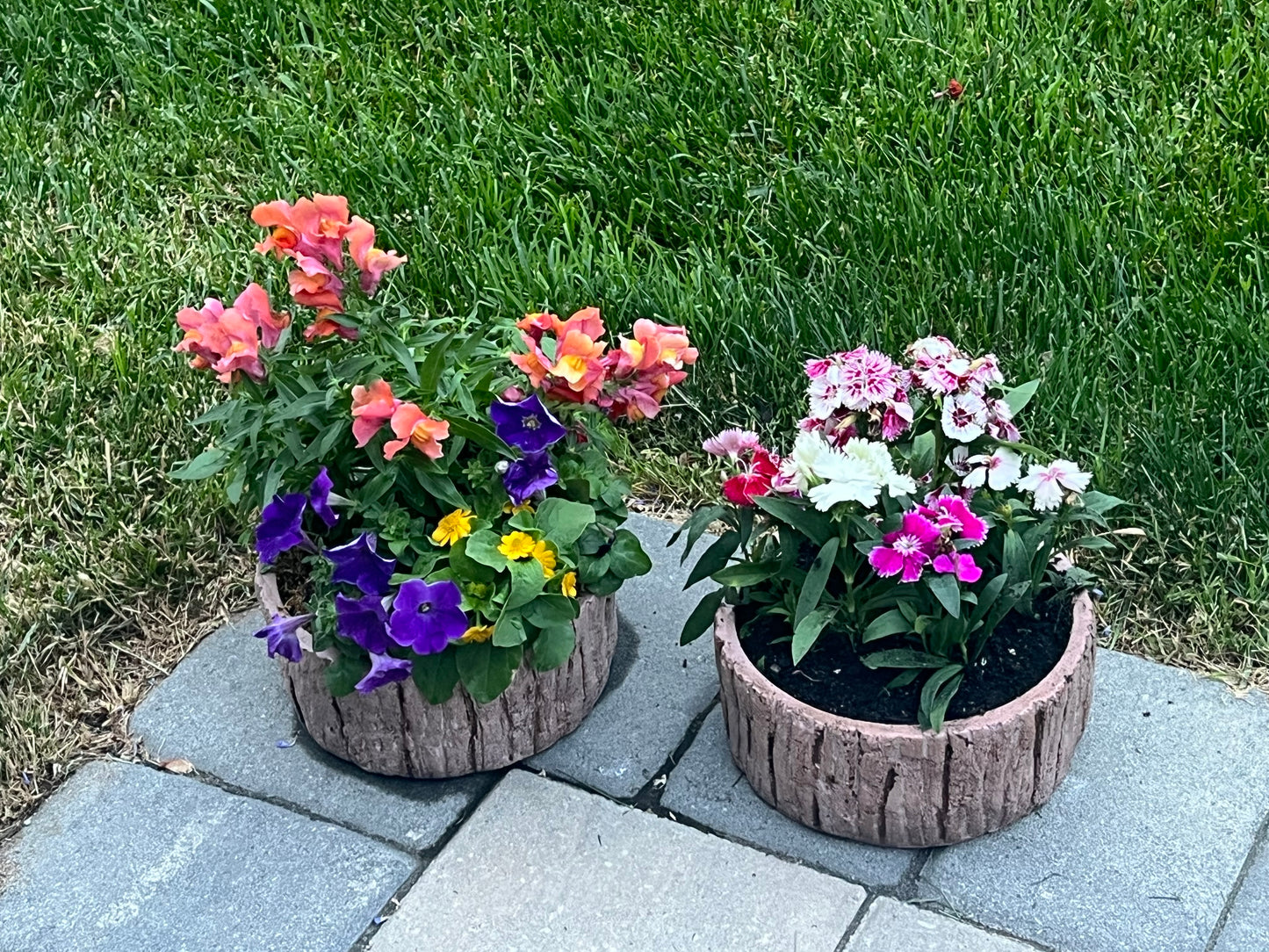 Bark Planter Short
