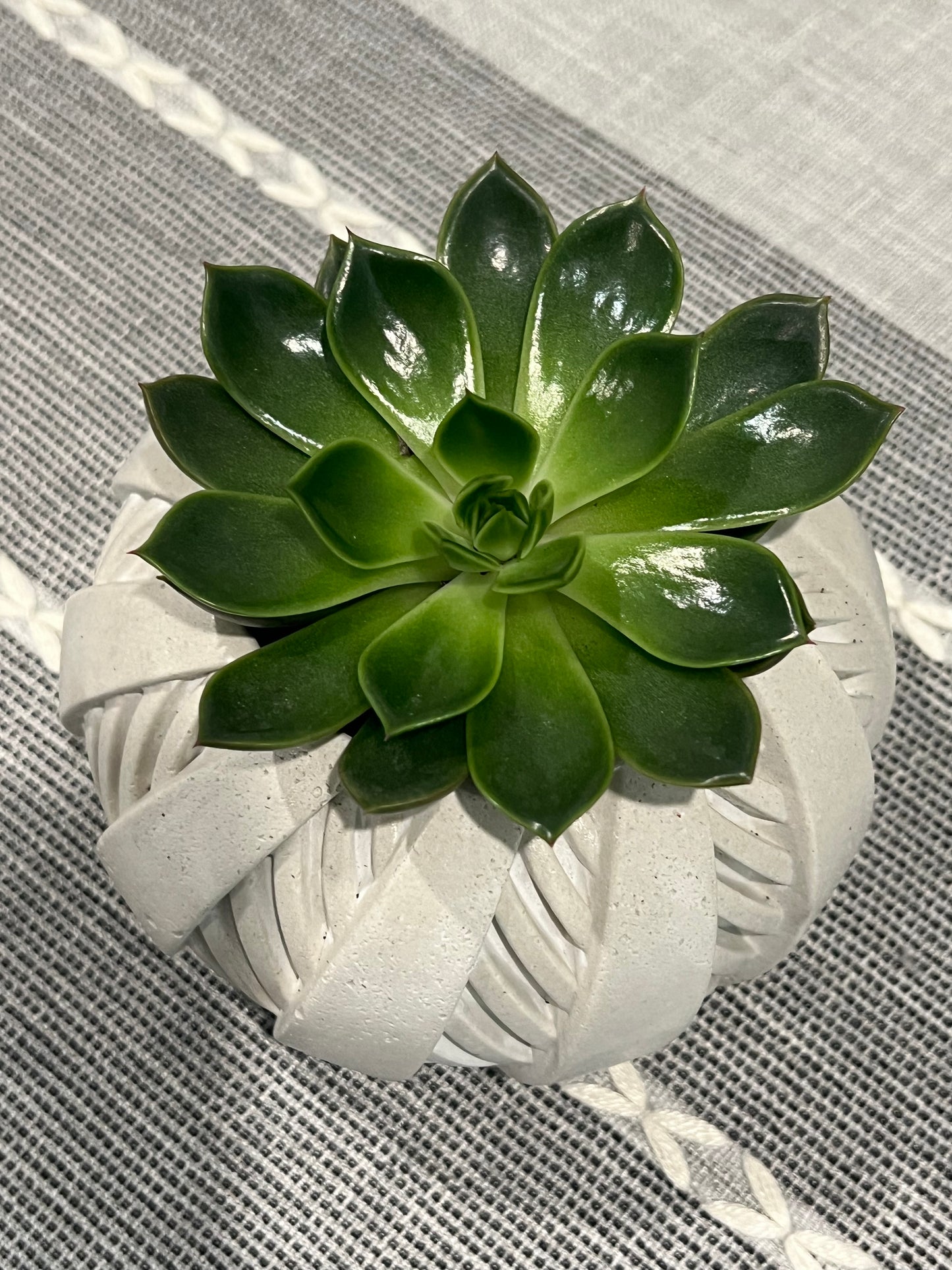 Out of this World Planter