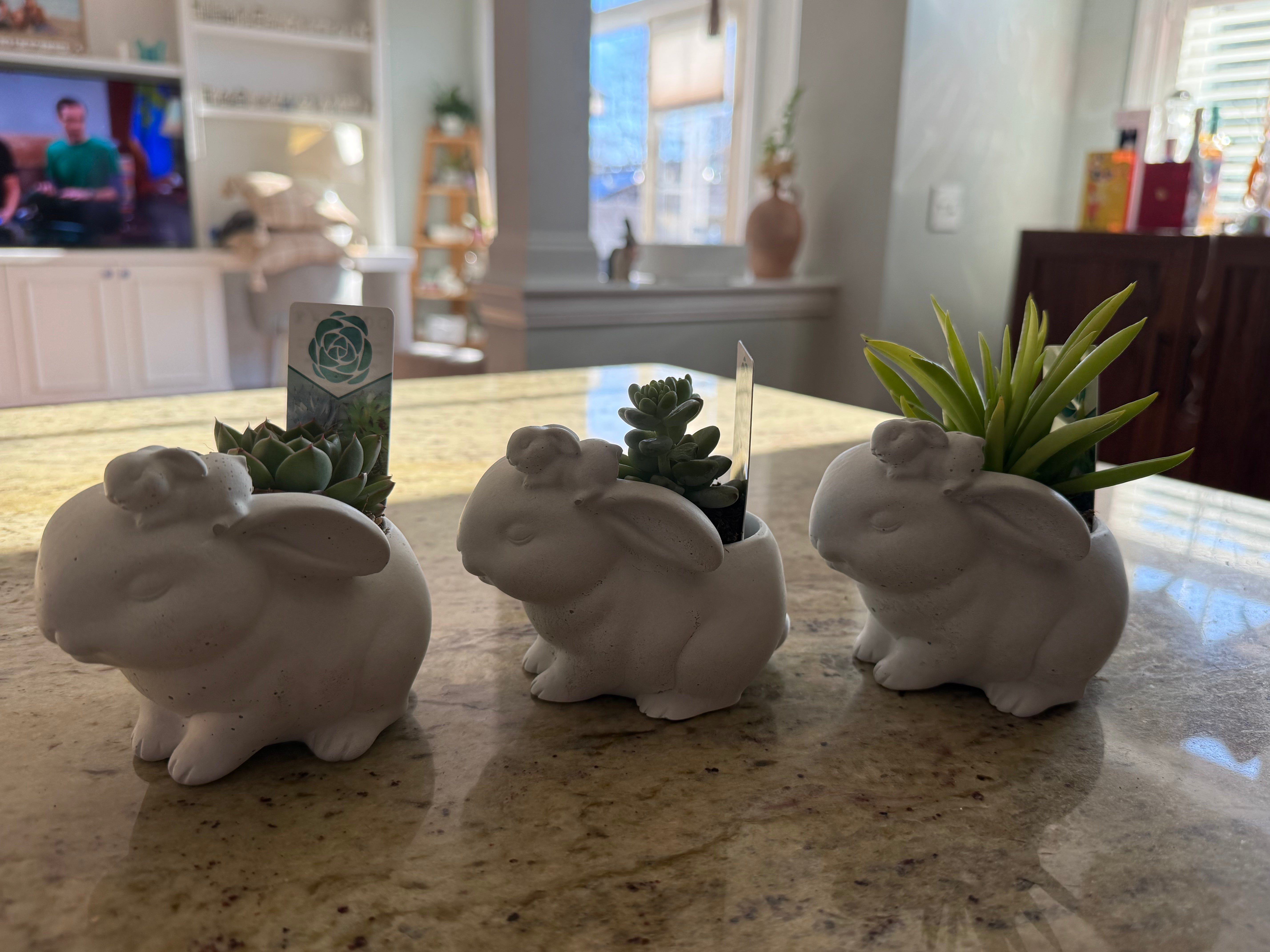 bunny succulent pot Bunny Succulent Planter – Syby Designs LLC