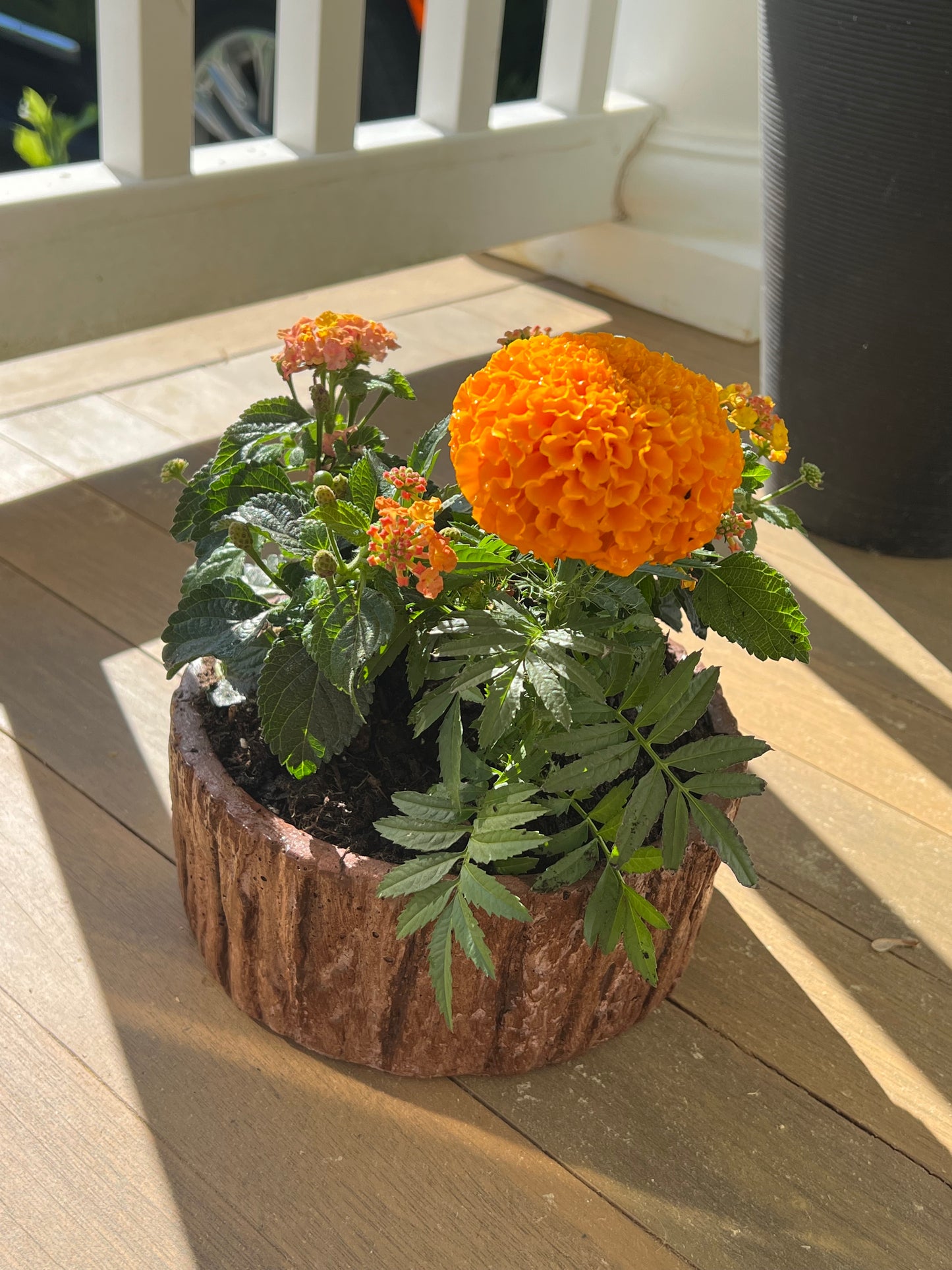 Bark Planter Short